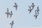 Golden Plover (Pluvialis apricaria) in flight