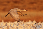 Sandhill Crane flying over geese, Bosque del Apache, New Mexico