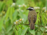 Social Flycatcher, back view, Gamboa, Panama