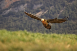Lammergeier on final landing approach, Catalonia, Spain