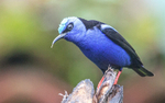 Red Legged Honeycreeper, Costa Rica