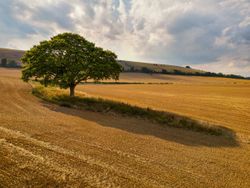 Harvest tree