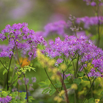 RHS Chelsea Flower Show 2023
