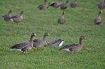 Greater (Russian) White-fronted Goose