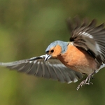 All Other Birds portfolio