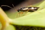 Dryophilocoris flavoquadrimaculatus