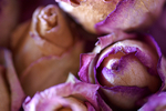 Flowers Set 12 - 07