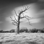 Dead tree in Infrared #1 (square format)