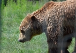 Brown Bear, Libearty Bear Sanctuary, Zărneşti, Brașov County, Romania