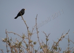 Blackbird on a Bush DSC_6516