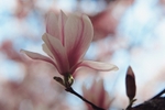 Magnolia Soulangeana-3