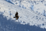 Andean Condor, snowy m...