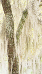 TREES WEEK #17