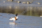 Shell Duck Walking in the Mud DSC_6571