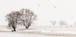 Ducks and Trees