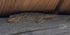 Moorish Gecko