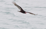 Turkey Vulture
