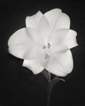Black and White Photograph of a Lily