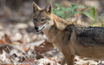 Indian Jackal