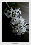 Dendrobium nobile hybr. 1