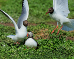 Puffin harassed by two Black-headed Gulls, Farne Islands