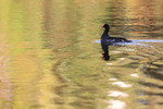 Common Gallinule portfolio