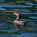 Rhinoceros Auklet portfolio