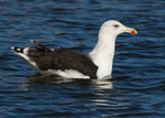 Great Black-backed Gull 1