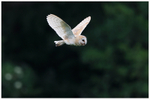 Barn Owl flying out of the Green Smokey Woods