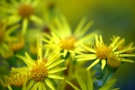 Yellow haze 1