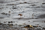 Ringed Plover