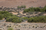 Black Rhino from Afar