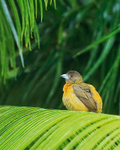 Cherrie's Tanager (female), Osa Peninsula, Costa Rica