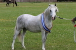 SIAL8008