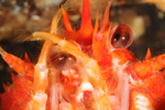 Squat lobster cleaning eye