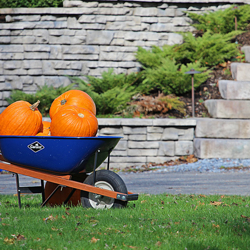 A wheel barrel sits topped up with a very seasonal load.