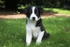 12 Seven weeks old