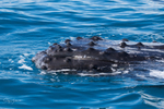 Humpback tubercles 1