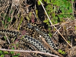 Adders
