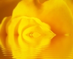 Melting Rose