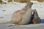 Elephant Seals Mating