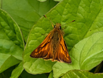 Large Skipper
