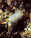 Polycera quadrilineata