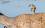 Striated Heron
