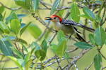 Red-bellied Woodpecker (male) feeding, Corkscrew Swamp, Florida