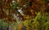 JamesGardens2310-8