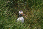 Puffin