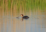 Great Crested Grebe