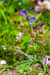 bluebell Hyacinthhoides non-scripta-8098