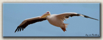 White Pelican
